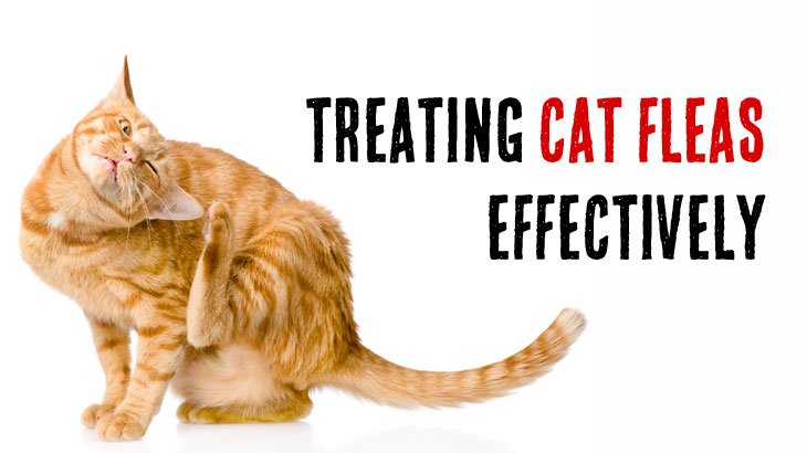 How To Control And Treat Cat Fleas Effectively