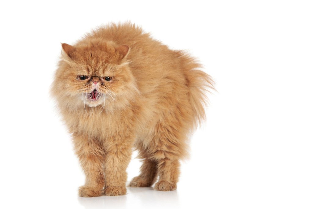 How do you choose the right cat food for your pet?