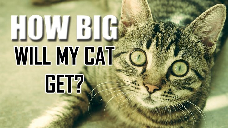 How Big Will My Cat Get?