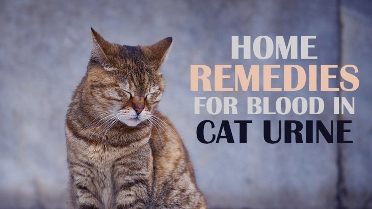 Home Remedies For Blood In Cat Urine Catological