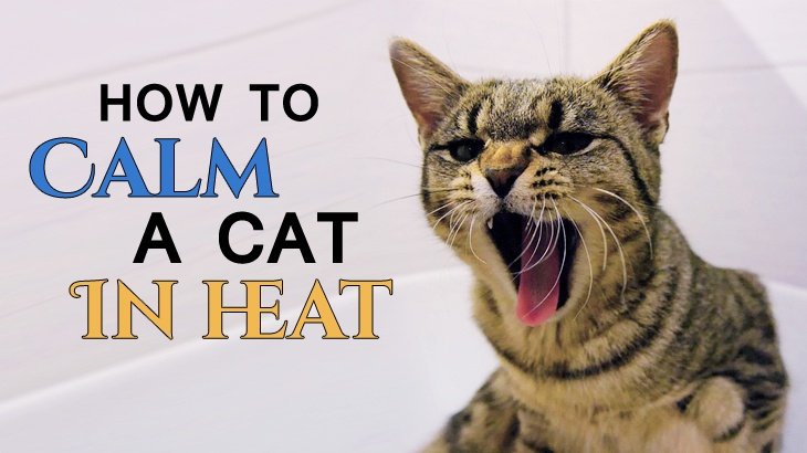 How To Calm A Cat In Heat? Catological