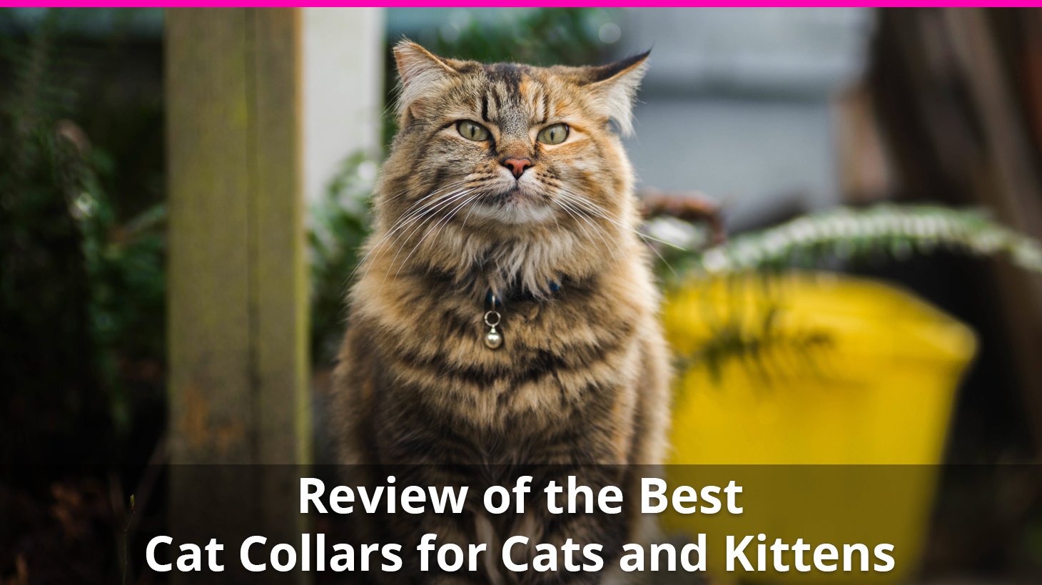 best cat collar for outdoor cat
