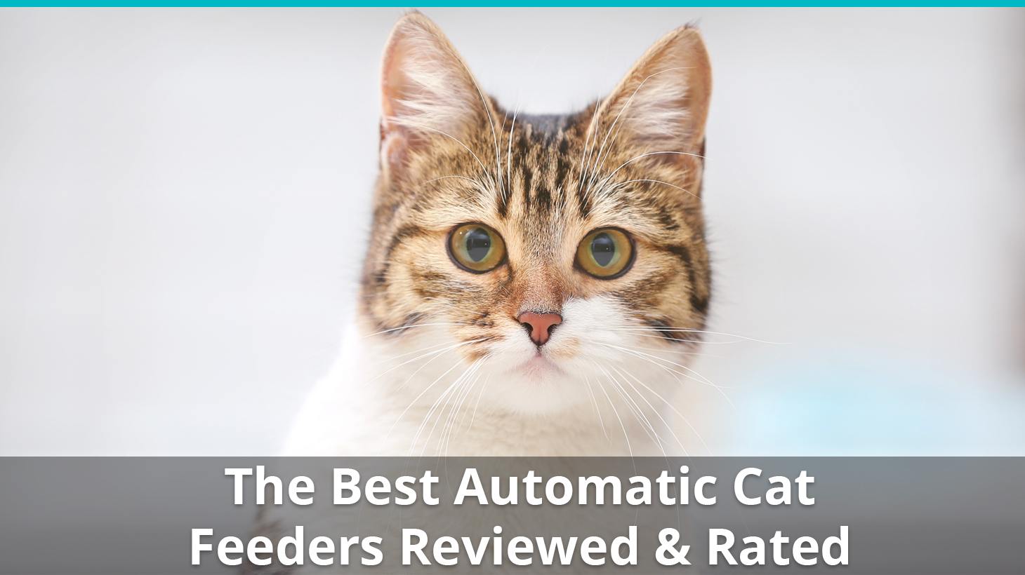 best auto cat feeder