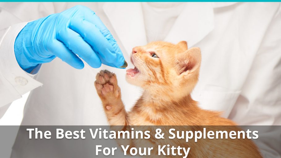 Best Cat Vitamins Supplements And Treatments List And Reviews