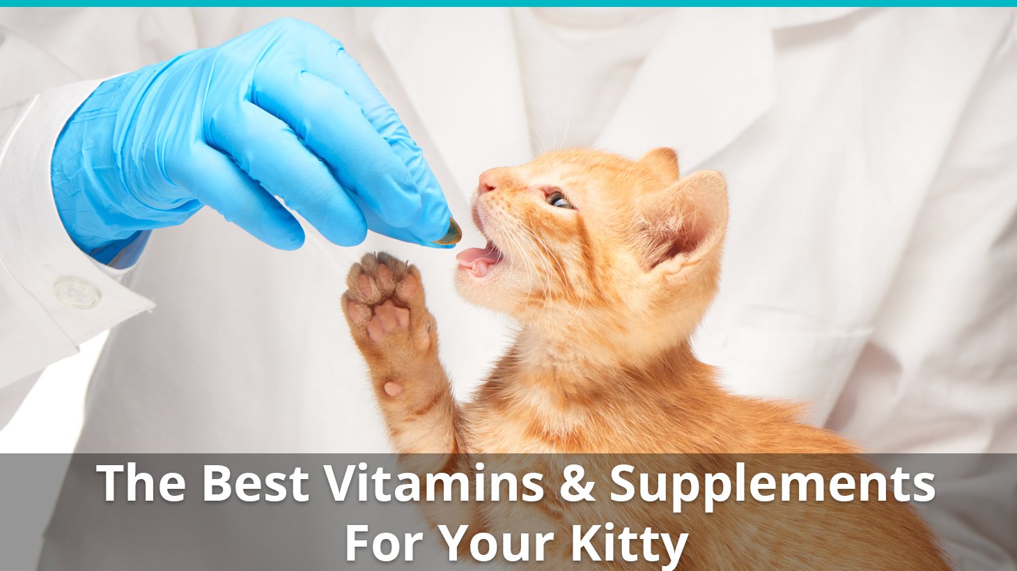 Best Cat Vitamins, Supplements, and 