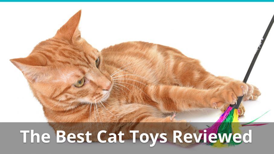 toys to keep your cat entertained