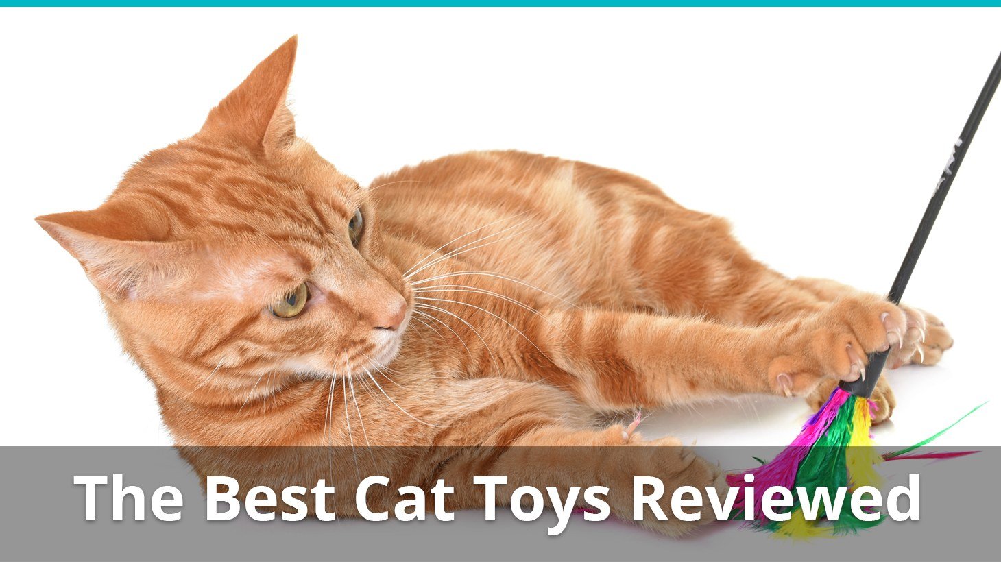 Our Huge List of the Best Cat Toys in 
