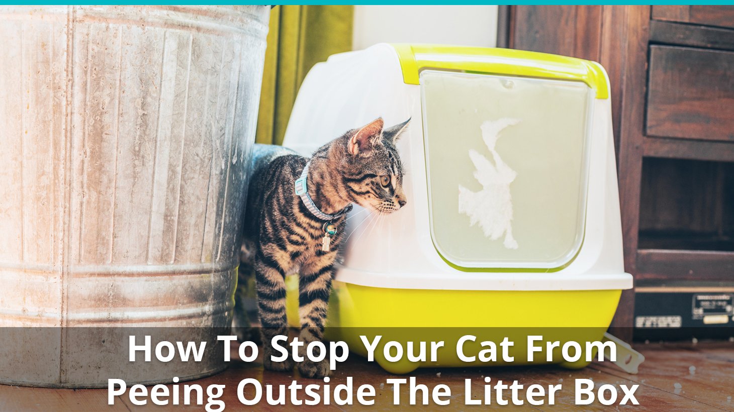 Things To Do When Your Old Cat Peeing Everywhere