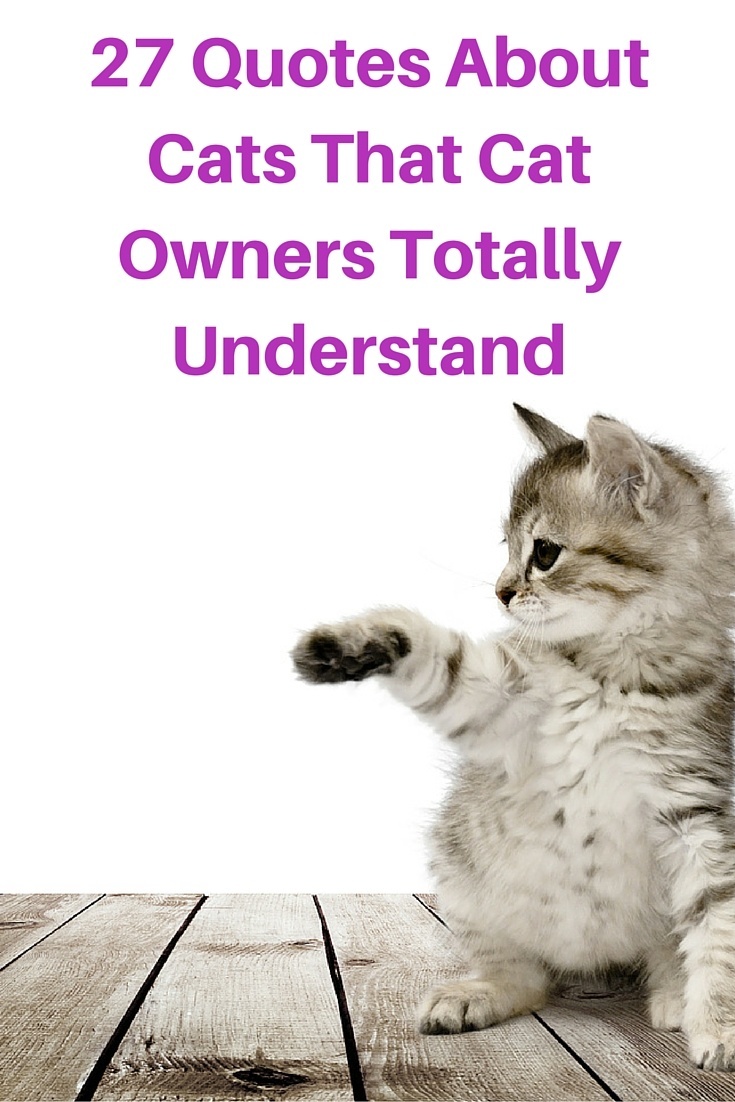 27 Quotes About Cats That Cat Owners Totally Understand - Catological