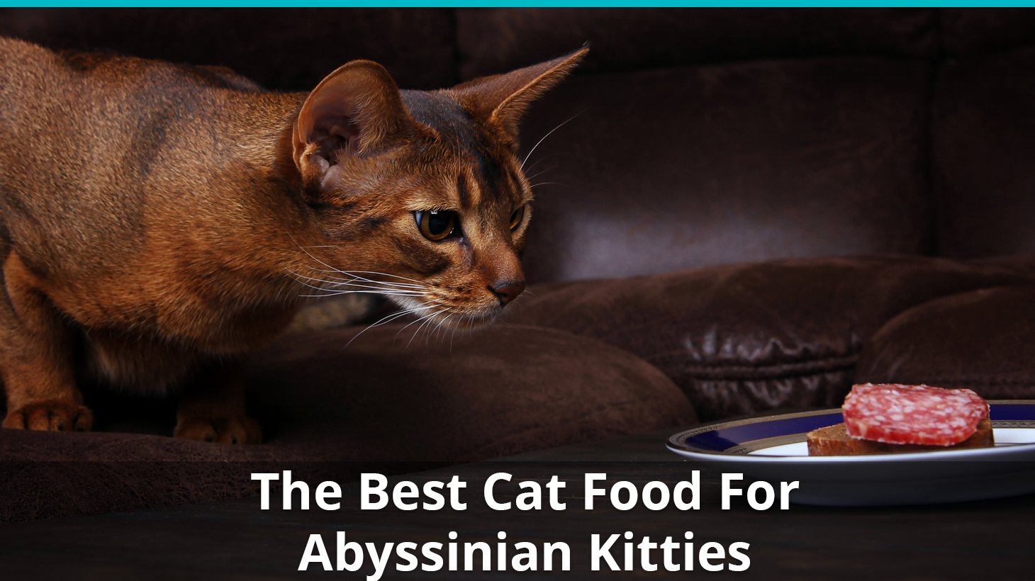 best abyssinian cat food