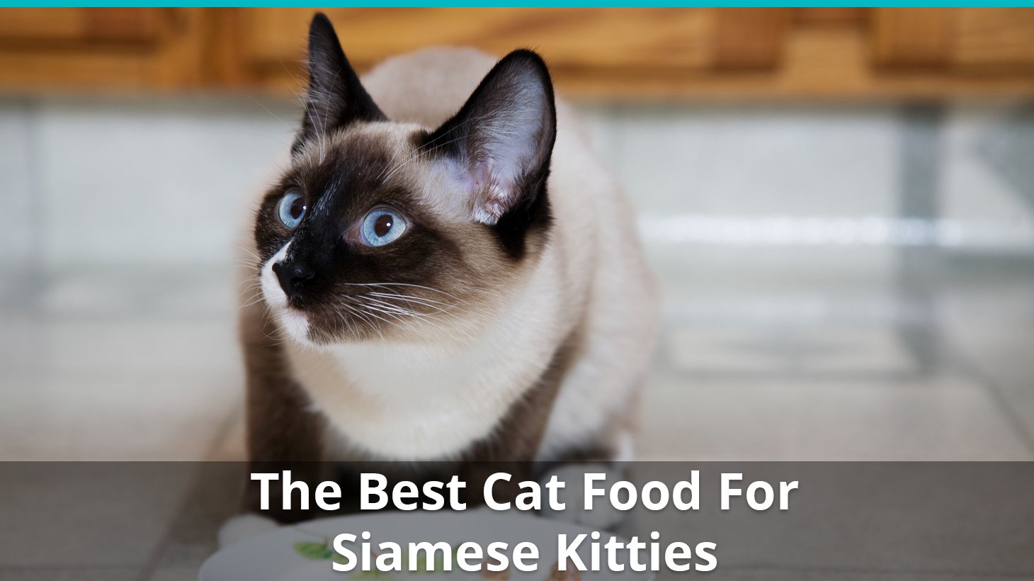Reviews Of The Best Food Brands For Siamese Cats And Kittens In 2020