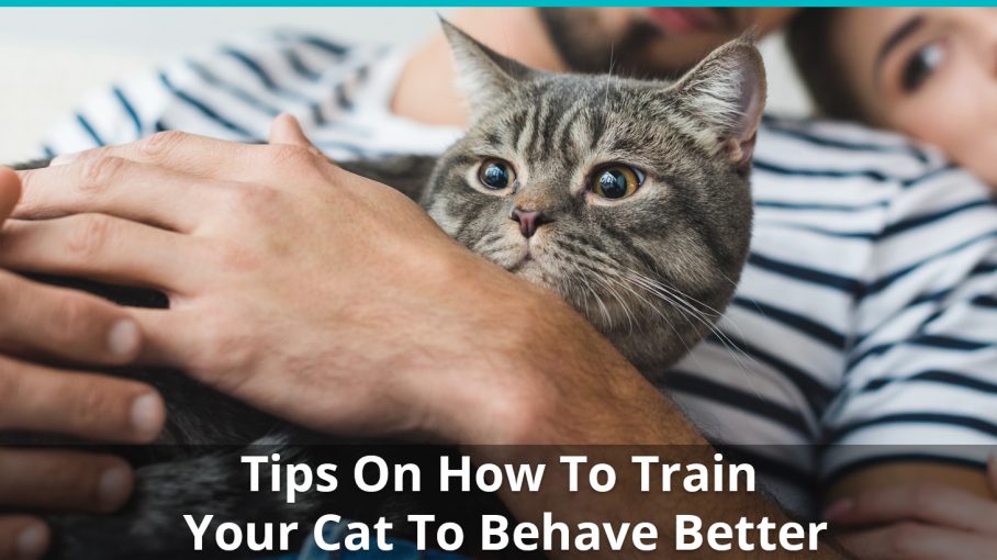 How To Train Your Cat For Better Behaviour Tips And Tricks
