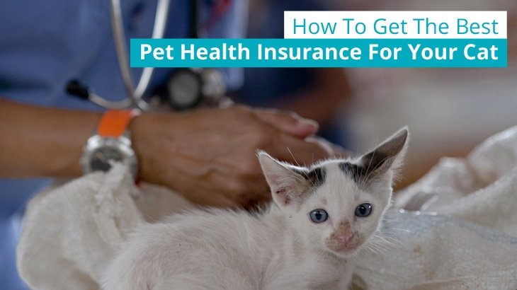 The Best Pet Insurance For Cats To Save You Money