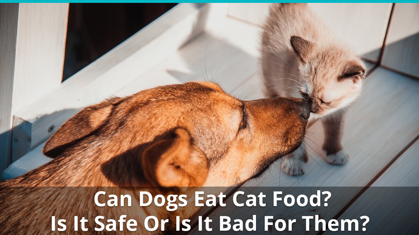 will cat food hurt a puppy