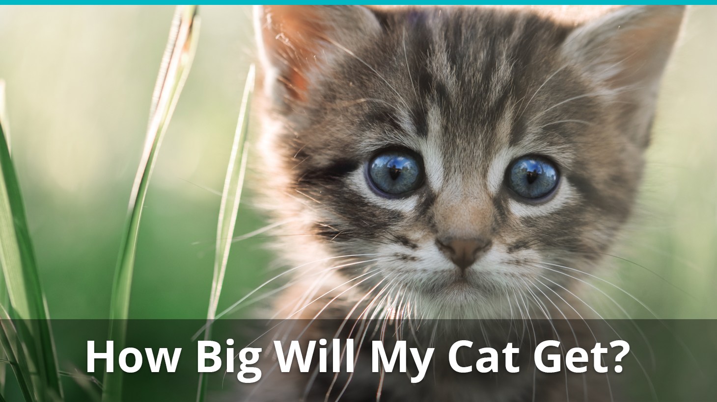 How Big Will My Kitten Get, & When Is It Fully Grown? (Plus Growth Chart)