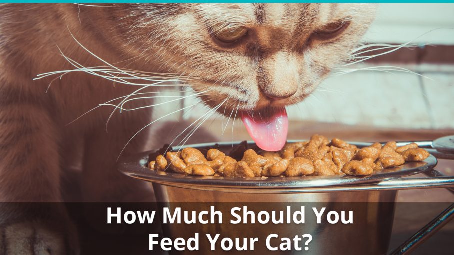 How Much Should I Feed My Cat? The Cat Feeding Guide