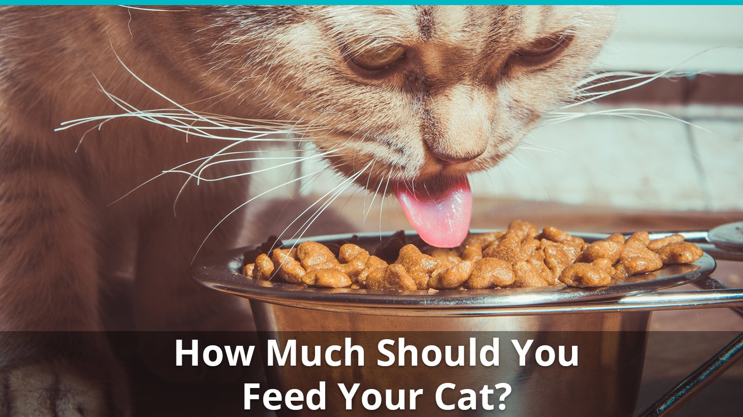 How many meals a day? | TheCatSite