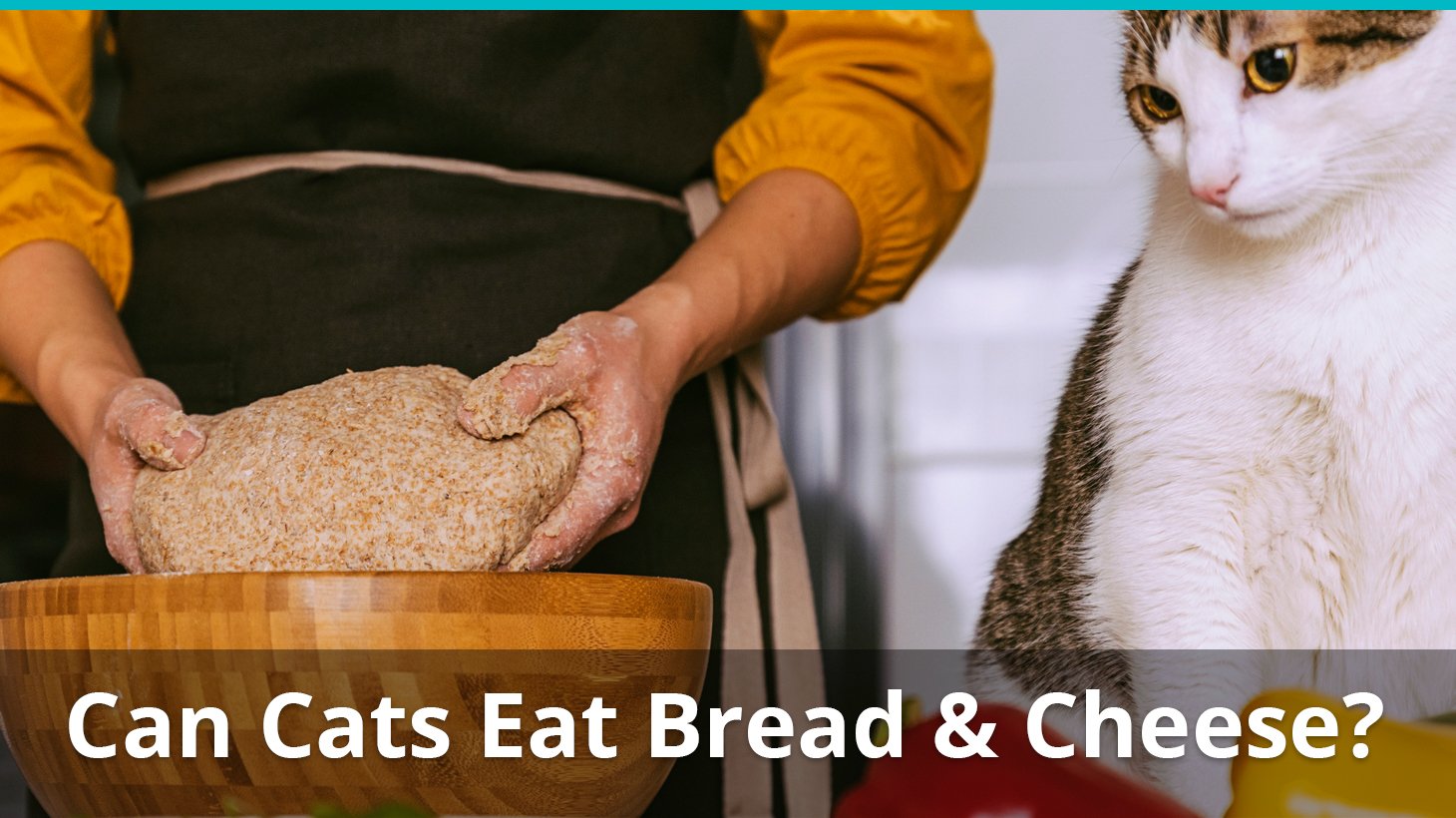 Can Cats Eat Cheese Or Bread? Is It Safe Or Bad For Them?