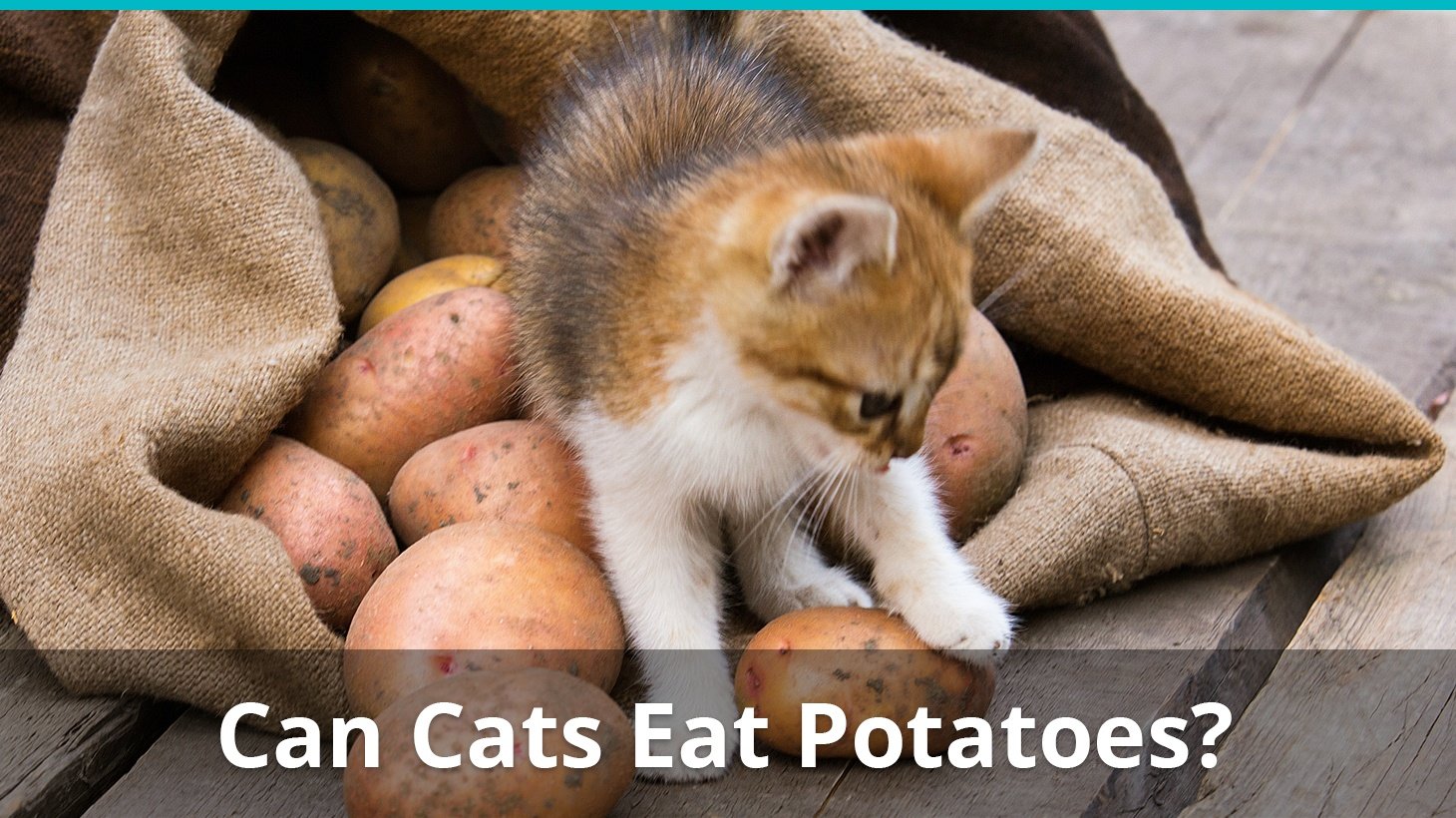 Котам можно картошку. Кот картошка. Кошка потейто. Кошка ест картошку. Коты едят картошку картинка.