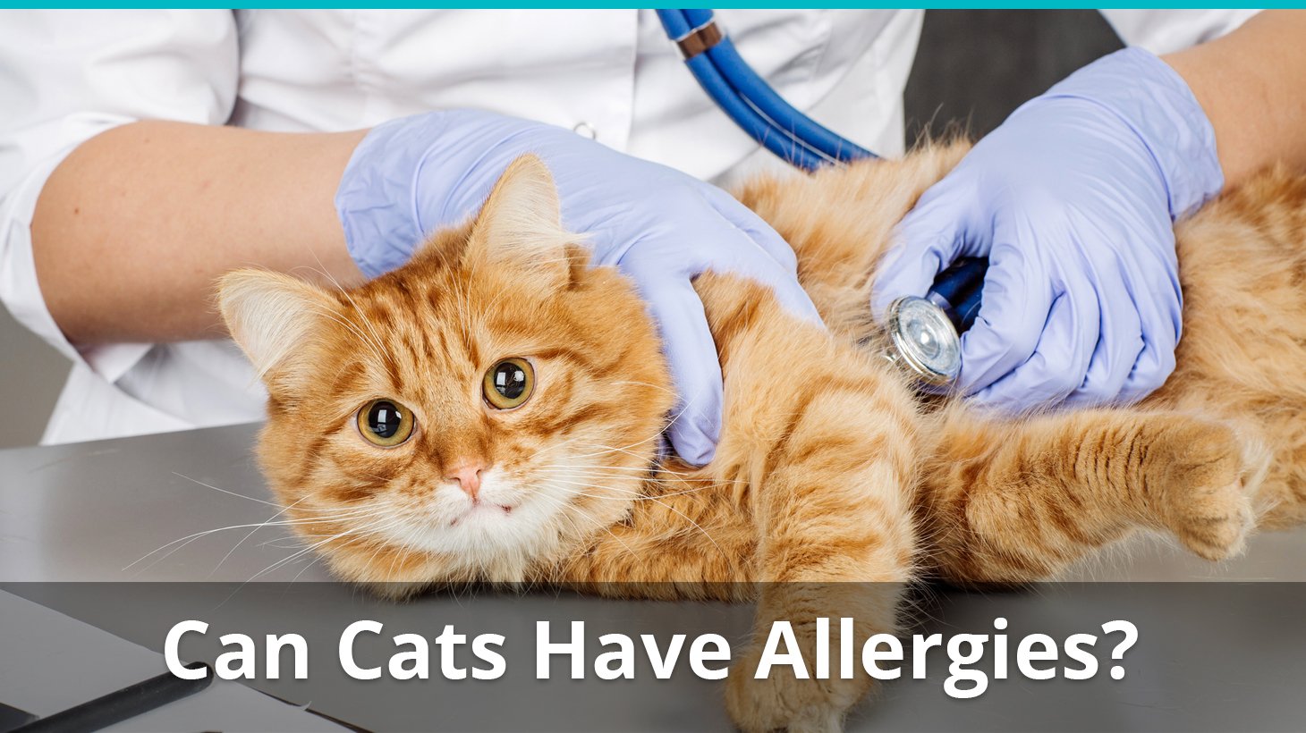 Can Cats Have Allergies Like Humans Can?