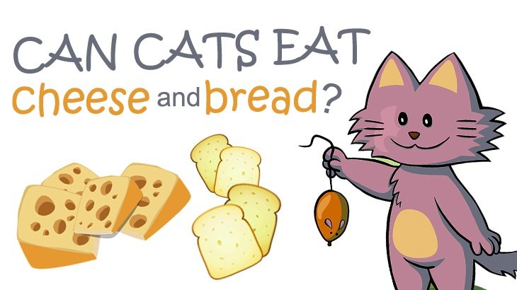 Can Cats Eat Cheese Or Bread?