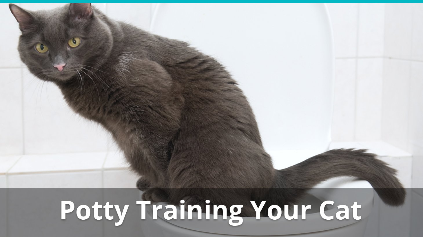 training your cat to use the toilet