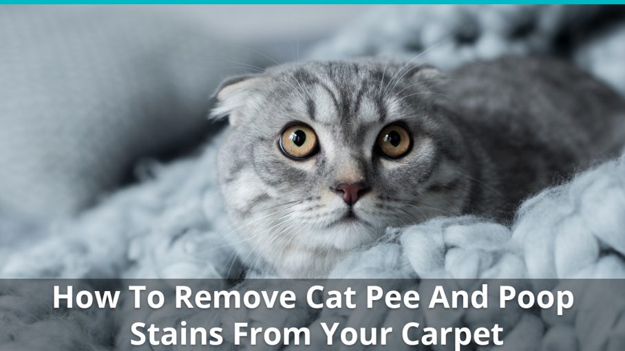 Cat Pee And Poop Stains From Your Carpet