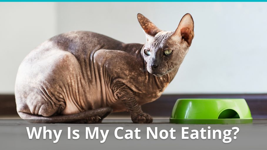 cat is not eating as much