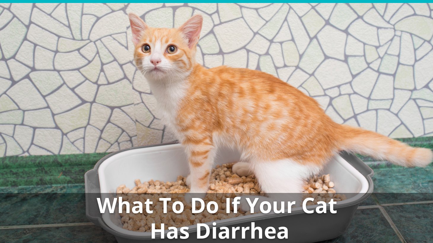 Cat Has Diarrhea or Runny Poo