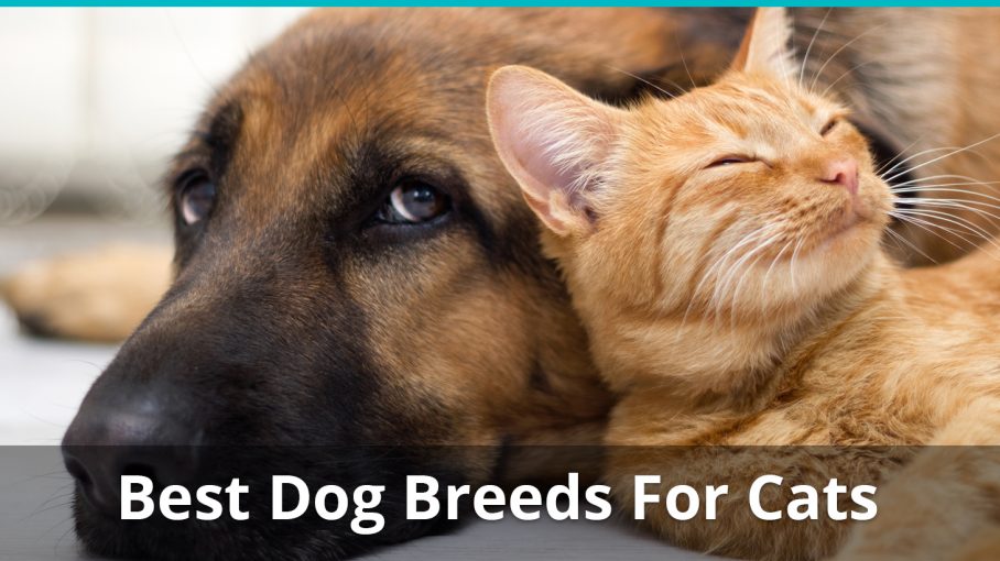 What Are The Best Dog Breeds For Cats To Get Along With?