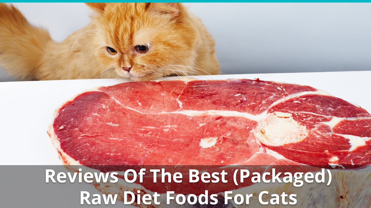 The Best (Packaged) Raw Food For Cats Reviewed & Rated