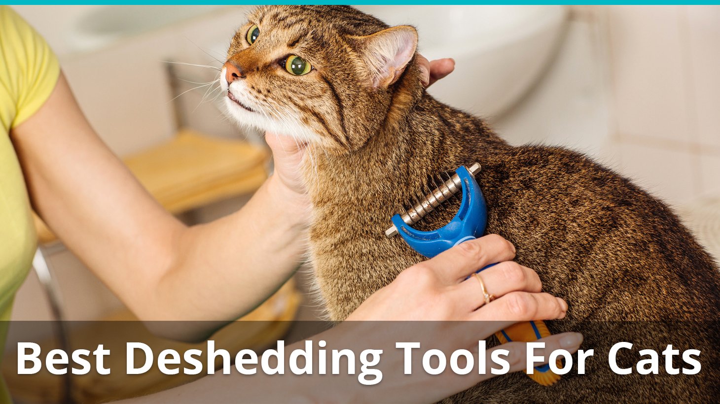 Best Deshedding Brushes And Tools For Cats Reviews Ratings
