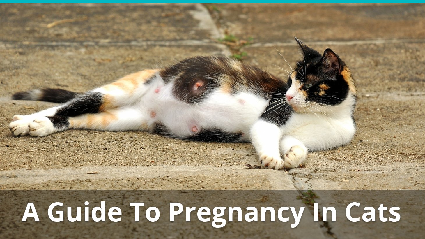 how to tell how far pregnant my cat is
