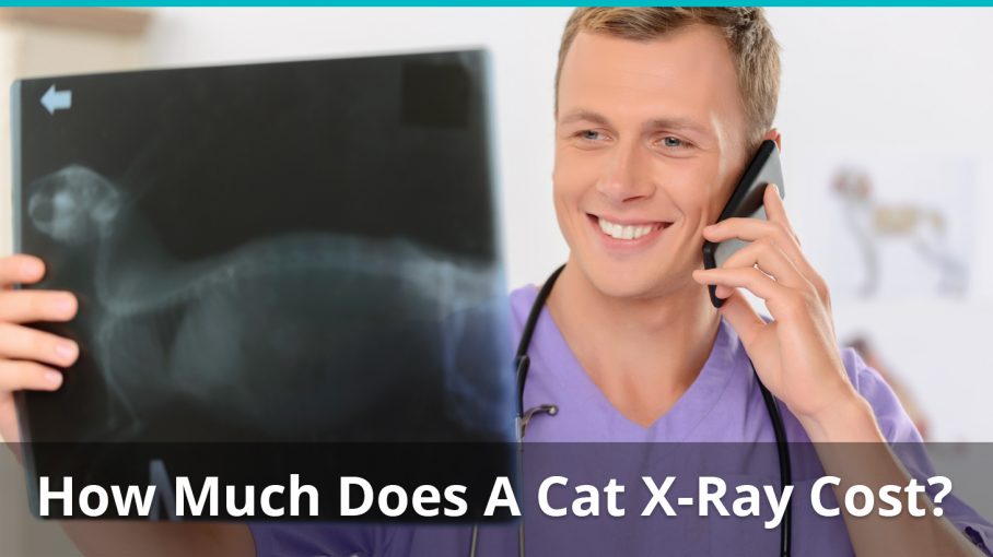 How Much Does An X Ray Cost For A Cat Uk TCATCUT