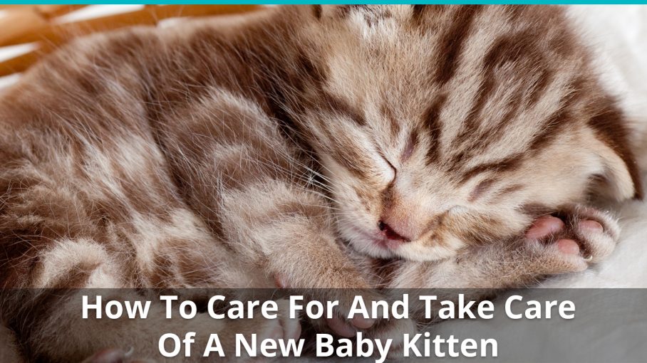 how to take care of new kittens