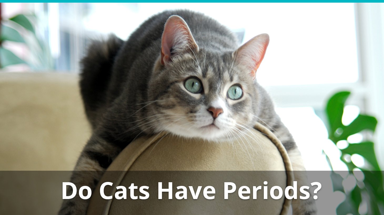 How To Tell If A Cat Has Been Spayed Or Neutered CatWorld