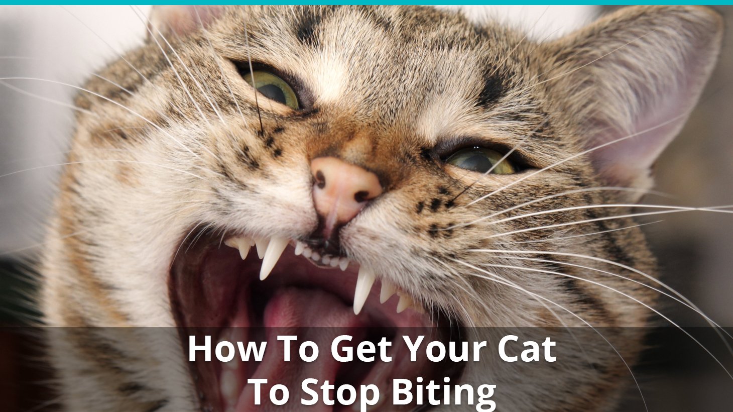 Cat Won't Stop Biting? How To Get Your Kitty To Stop