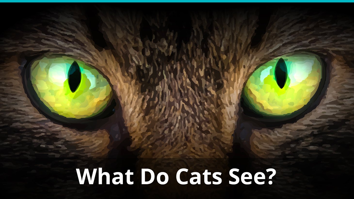 What Do Cats See? Color, Black and White...Something Else?