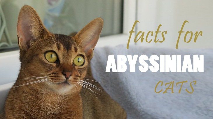 Abyssinian Cat Breed Information, Buying Advice, Photos 
