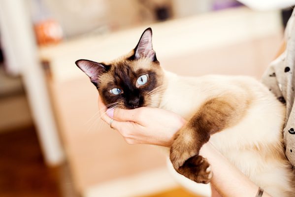 Siamese Cat Facts, Colors, Health Issues, Nutrition, And More Vital Info
