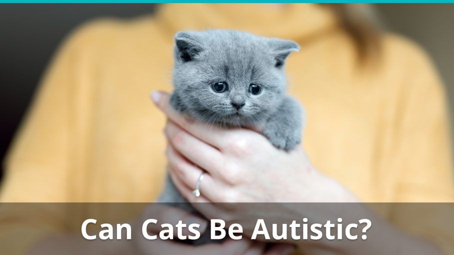 Autism In Cats Can Kitties Be Autistic