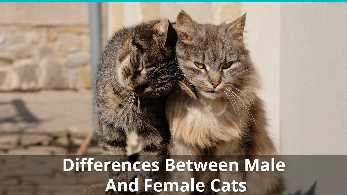 male cat life expectancy
