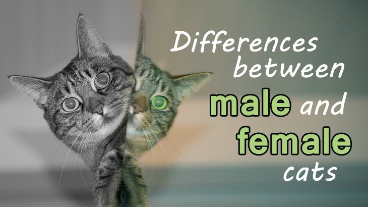 Photo The difference between Male and Female Cats Bekasi