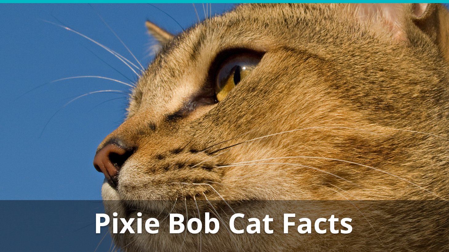 Pixie Bob Cat Facts Colors Health Issues Nutrition And More Vital Info