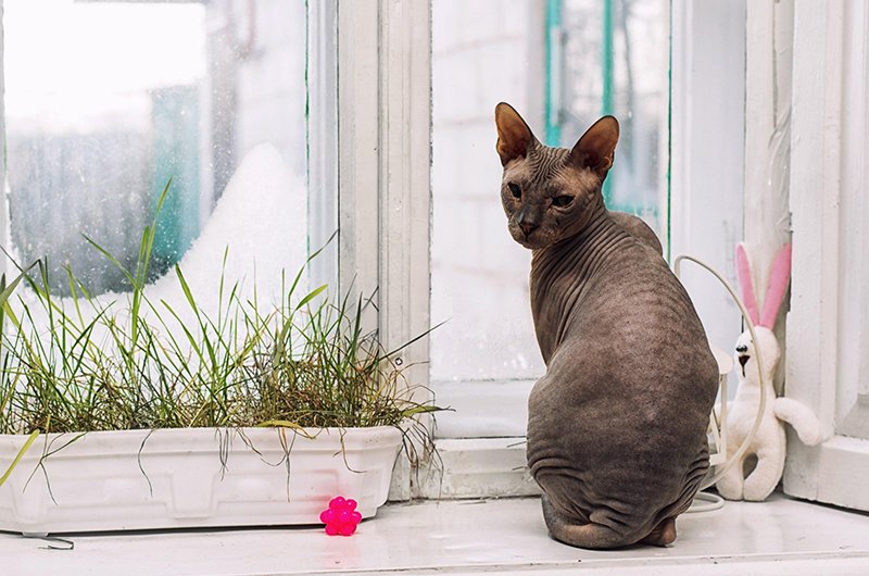 Sphynx Cat Facts, Colors, Health Issues, Nutrition, And ...