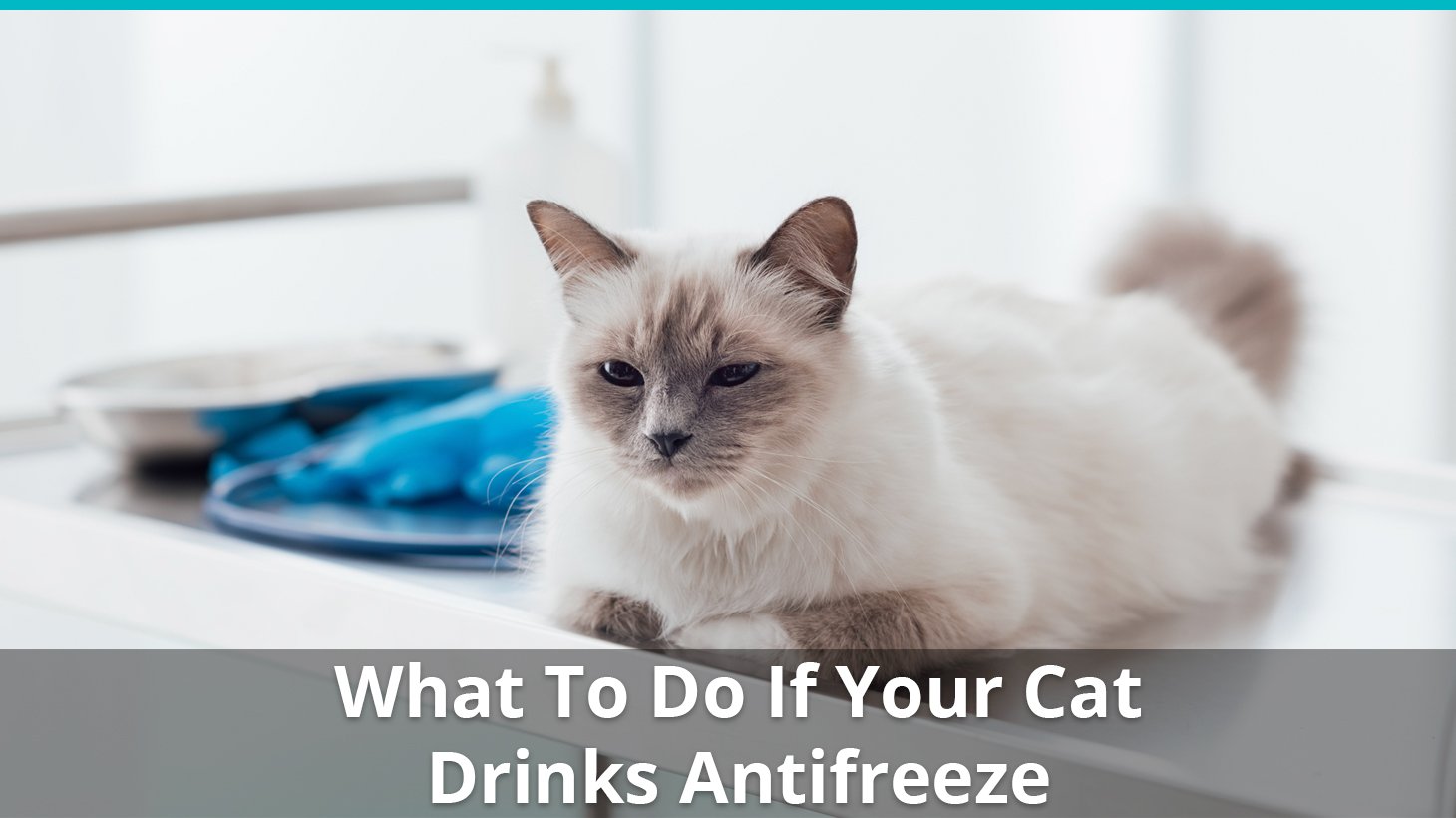 40 Top Photos Symptoms Of Antifreeze Poisoning In Cats / Feline Organophosphate Toxicity can cause Neurological ...