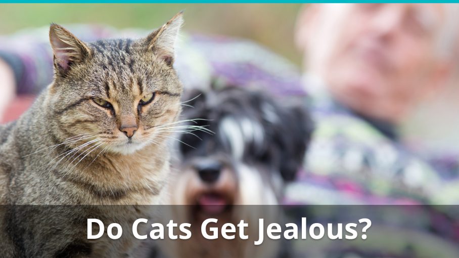 dog jealous of cat