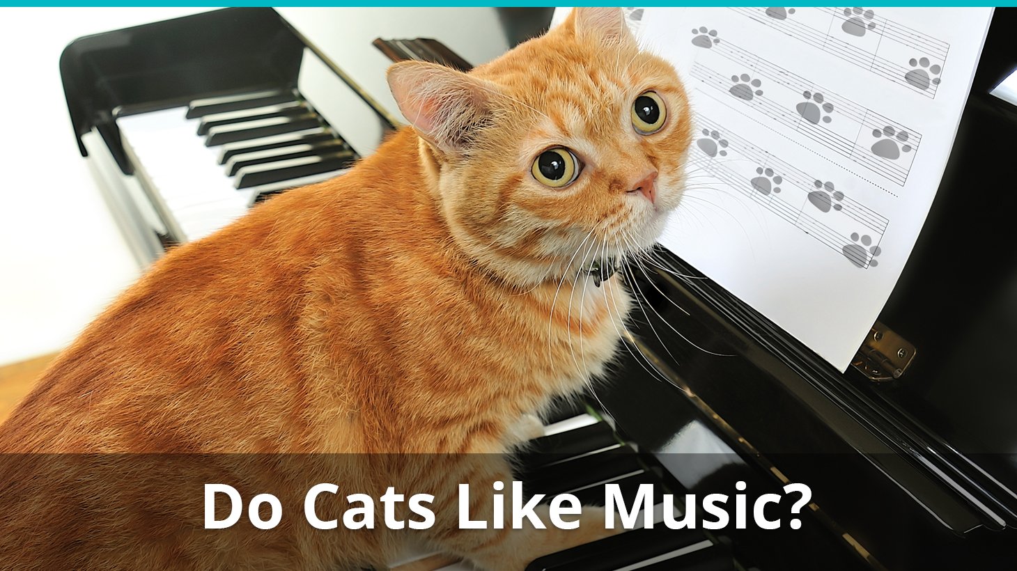 Do Cats Like Music What Type Do They Enjoy Music Made For Cats,Egg Roll Wrapper Recipe Ideas