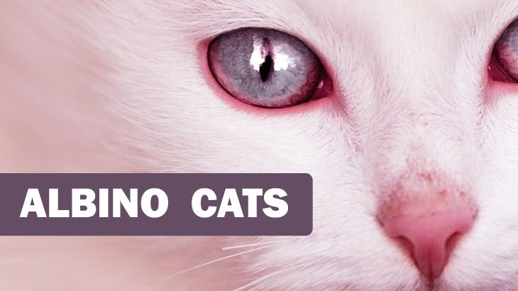Albino Cats What Are They & Differences Between Normal White Cats