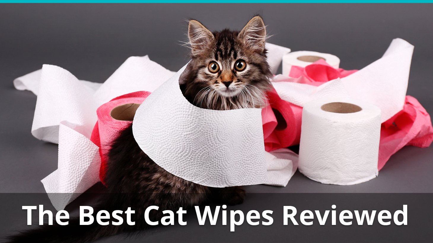 baby wipes safe for cats